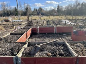 Röda pallragar i tom köksträdgård i vårsol.