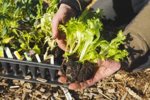 Sallad i pluggbrätte