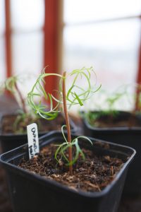 Toppade rosenskäror