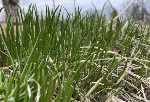 Små gröna strån tittar upp ur marken.