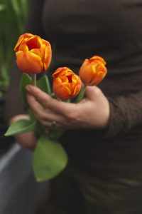 Tulpan som snittblomma