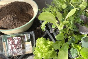 Gröna plantor, jord och fröpåsar på en bänk.