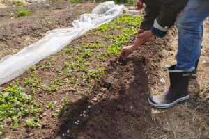 Sara sår sockerärtor