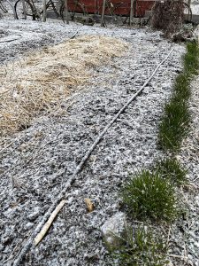 Ett tunt lager snö på marken i en köksträdgård.
