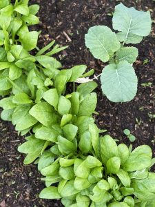 Spenat växer i en rad, bredvid en liten broccoliplanta.
