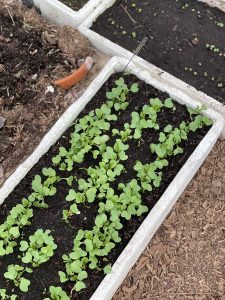 I en frigolitlåda växer rädisor.