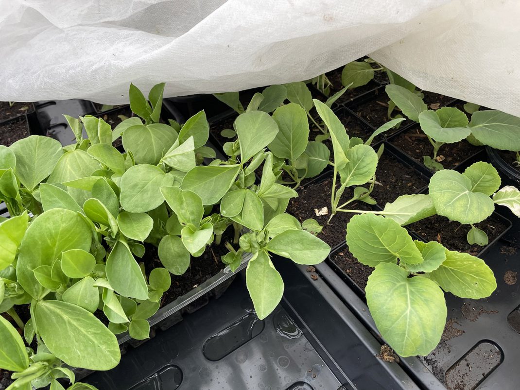 Små kålplantor under en fiberduk.