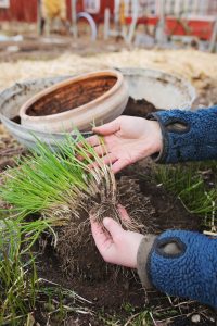 Sara delar gräslök i trädgården