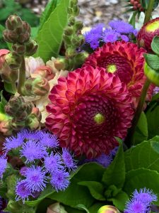 Närbild på bukett med röd dahlia.