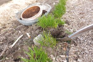 Sara gräver upp gräslök i trädgården