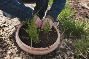Sara planterar gräslök i kruka