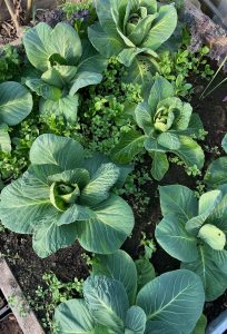 Kålplantering sedd från ovan.