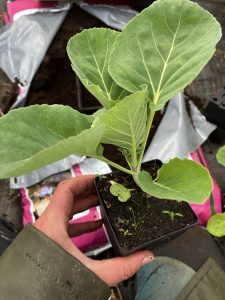 En hand håller en ännu större kålplanta.