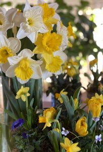 Närbild på påskblommor.