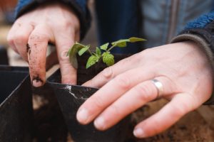 Plantera om tomatplantor
