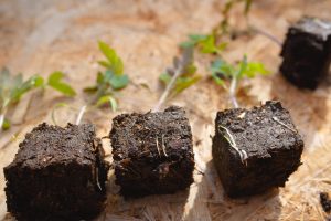 Tomatplantor planterade med soilblockers
