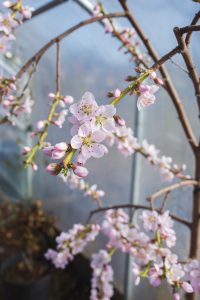 Blommande persikoträd