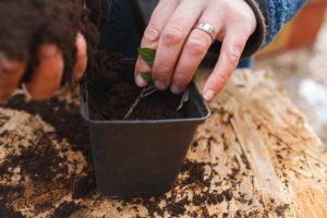 Omplantering av tomater