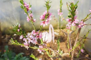 Blommande persikoträd