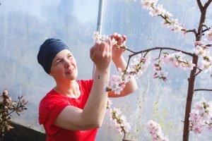 Sara pollinerar persikoträd