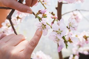 Pollinera persikoblommor med fingret