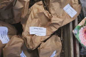 Påsar med dahliaknölar