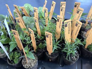 Många plantor med plantetiketter står tillsammans på en bricka.