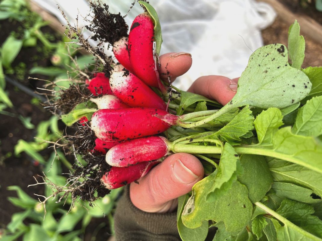 En hand håller en knippe röda rädisor.