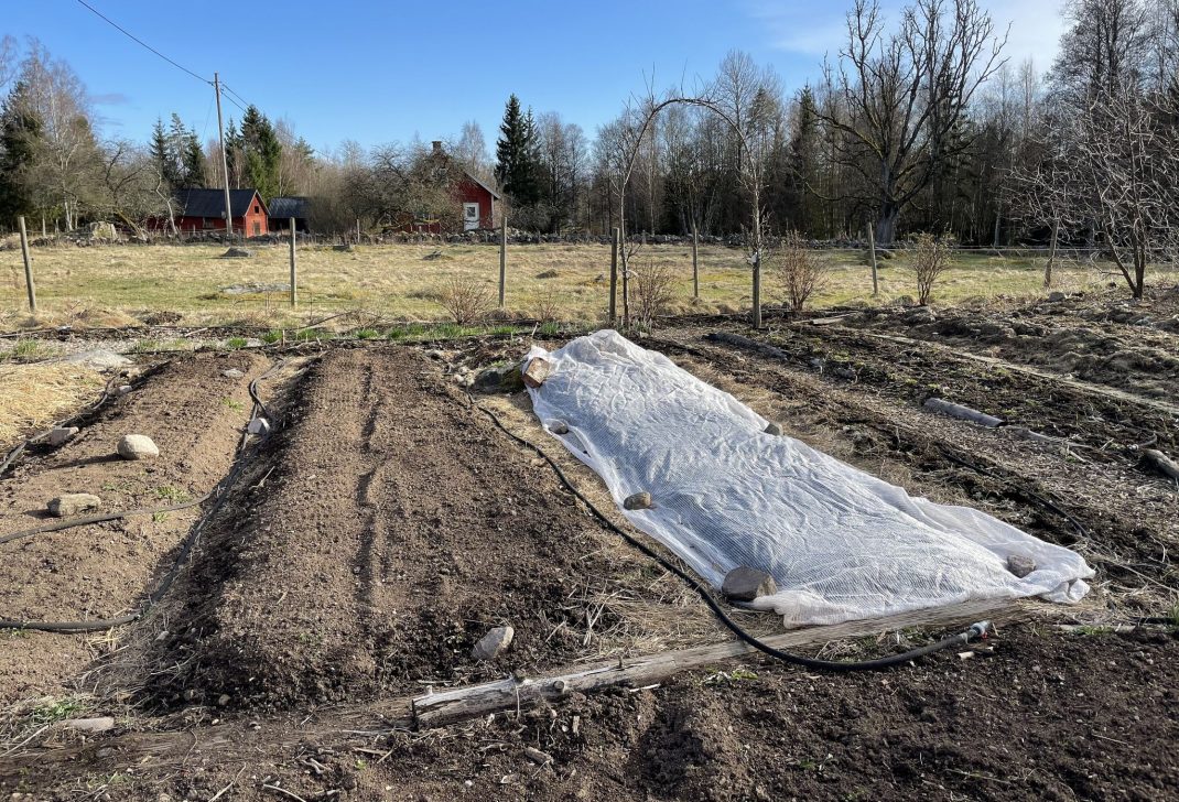 Köksträdgård med långa odlingsbäddar på marken. 