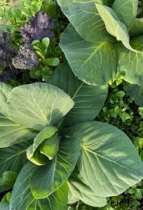 Bild ovanifrån på två kålväxter.