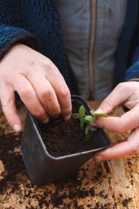 Omplantering av tomater