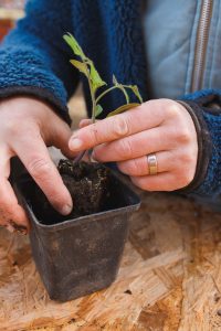 Plantera om tomatplantor