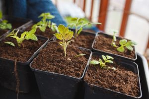 Omplantering av tomater