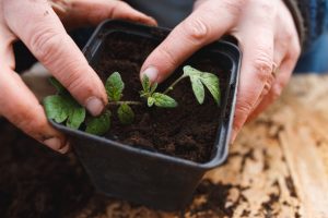 Omplantering av tomater