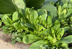 Närbild på gröna blad.