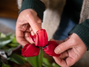 Saras händer i färd med att vika ut kronbladen på en röd tulpan.