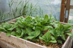 Pak choi i pallkrage