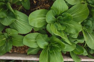 Pak choi redo att skördas