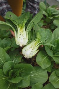 Delad pak choi