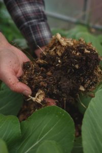 Gödslat med marsvinsbajs
