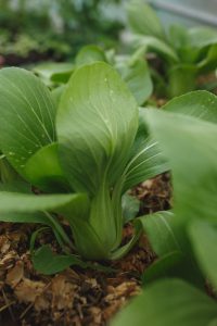 Pak choi i pallkrage