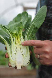 Delad pak choi