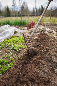 Sara krattar upp en fåra