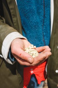 Sockerärtor att så