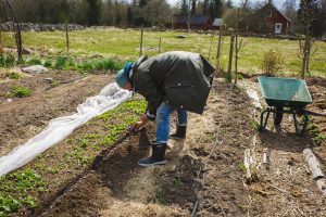 Sara sår Sockerärtor