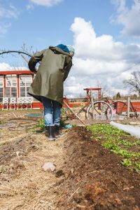 Sara krattar igen fåra
