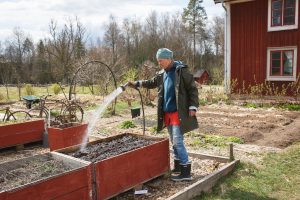 Sara vattnar i pallkrage
