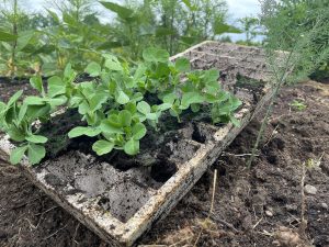 Vitt pluggbrätte mdd gröna ärtplantor i.