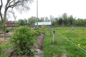 Köksträdgård på ena sidan och maskrosor i hage på andra sidan.