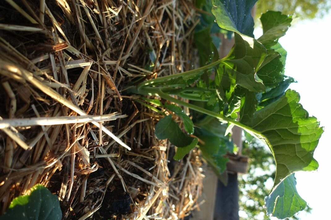 Närbild på kålplanta.